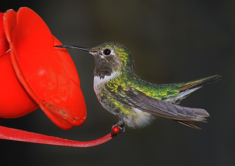 Hummingbird on Feeder   P O'Malley